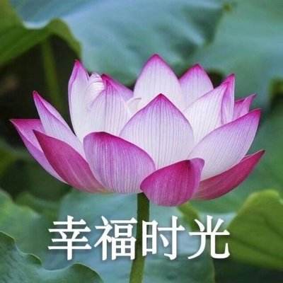 小鸡模拟器vr破解版下载